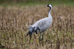 Kraanvogel in maisland