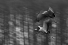 Abstract beeld van vliegende kraanvogels