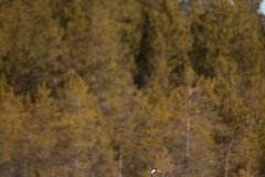 kraanvogel_HB73677