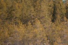 kraanvogel_HB73691