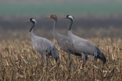 kraanvogel_HBN1334