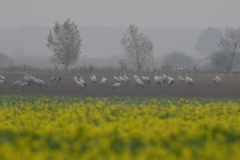 kraanvogel_HBN2367