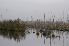 kraanvogeltrek Diepholz_HBN2079