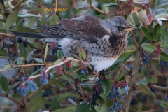 Kramsvogel