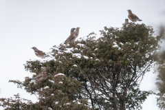 Kramsvogel_HBN2045