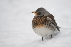 Kramsvogel; Fieldfare; Turdus pilaris