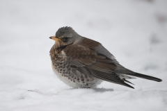 Kramsvogel; Fieldfare; Turdus pilaris