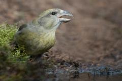 Kruisbek; Red Crossbill; Loxia curvirostra