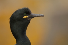 Kuifaalscholver_HBN2157