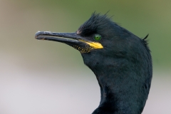 Kuifaalscholver_HBN6087