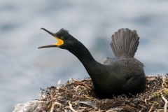 kuifaalscholver_HBN4739