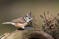 Kuifmees;-crested-tit;-Lophophanes-cristatus_HB58817-kopiëren