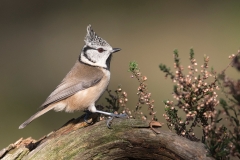 Kuifmees;-crested-tit;-Lophophanes-cristatus_HB58823