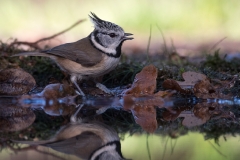 Kuifmees;-crested-tit;-Lophophanes-cristatus_HB58850-2-kopiëren
