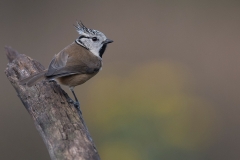 Kuifmees;-crested-tit;-Lophophanes-cristatus_HB58947