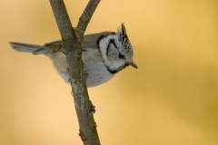 Kuifmees_HBN0185