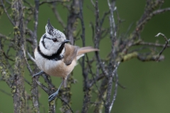 Crested Tit; Kuifmees; Parus cristatus;