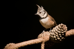 Kuifmees_HBN8196