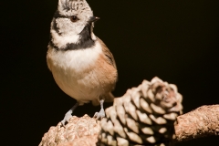 Kuifmees_HBN8199