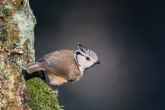 kuifmees_HBN4971