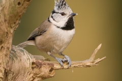 kuifmees_HBN7097