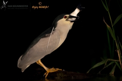 Kwak