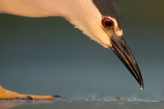 Kwak; Nycticorax nycticorax; Night Heron