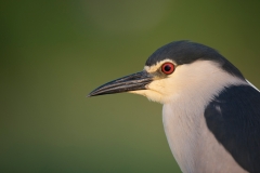 Kwak; Nycticorax nycticorax; Night Heron