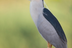 Kwak; Nycticorax nycticorax; Night Heron