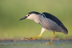 Kwak; Nycticorax nycticorax; Night Heron