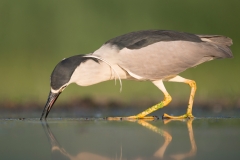 Kwak; Nycticorax nycticorax; Night Heron