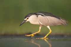 Kwak; Nycticorax nycticorax; Night Heron