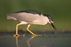 Kwak; Nycticorax nycticorax; Night Heron