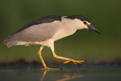 Kwak; Nycticorax nycticorax; Night Heron