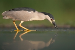 Kwak; Nycticorax nycticorax; Night Heron