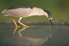 Kwak; Nycticorax nycticorax; Night Heron