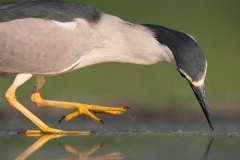 Kwak; Nycticorax nycticorax; Night Heron