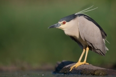 Kwak; Nycticorax nycticorax; Night Heron