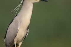 Kwak; Nycticorax nycticorax; Night Heron
