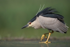Kwak; Nycticorax nycticorax; Night Heron