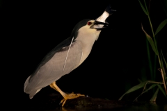 Kwak; Nycticorax nycticorax; Night Heron