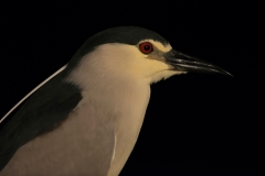 Kwak; Nycticorax nycticorax; Night Heron