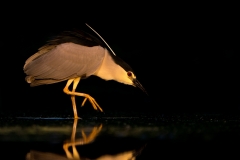 Kwak; Nycticorax nycticorax; Night Heron