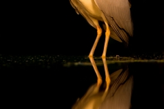 Kwak; Nycticorax nycticorax; Night Heron