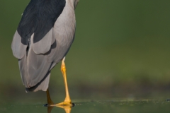 Kwak; Nycticorax nycticorax; Night Heron