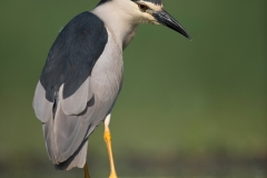 Kwak; Nycticorax nycticorax; Night Heron