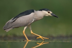 Kwak; Nycticorax nycticorax; Night Heron