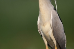 Kwak; Nycticorax nycticorax; Night Heron