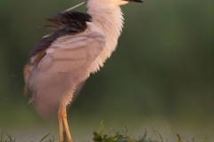 Kwak; Nycticorax nycticorax; Night Heron