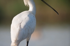 Lepelaar ; Eurasian Spoonbill ; Platalea leucorodia
